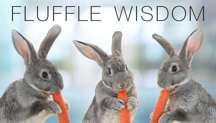 Bunnies eating carrots. Fluffle Wisdom